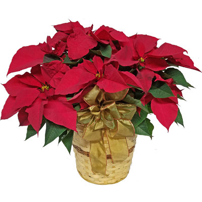 Large Poinsettia Plant  from your local Clinton,TN florist, Knight's Flowers