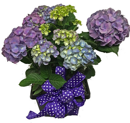 Hydrangea from your local Clinton,TN florist, Knight's Flowers